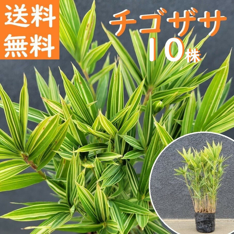 送料無料 20cm 10株セット 庭木 グランドカバー 下草 和風 植木 半常緑【チゴザサ 10株セット 樹高0.2m前後】