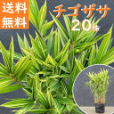 送料無料 20cm 20株セット 庭木 グランドカバー 下草 和風 植木 半常緑【チゴザサ 20株セット 樹高0.2m前後】