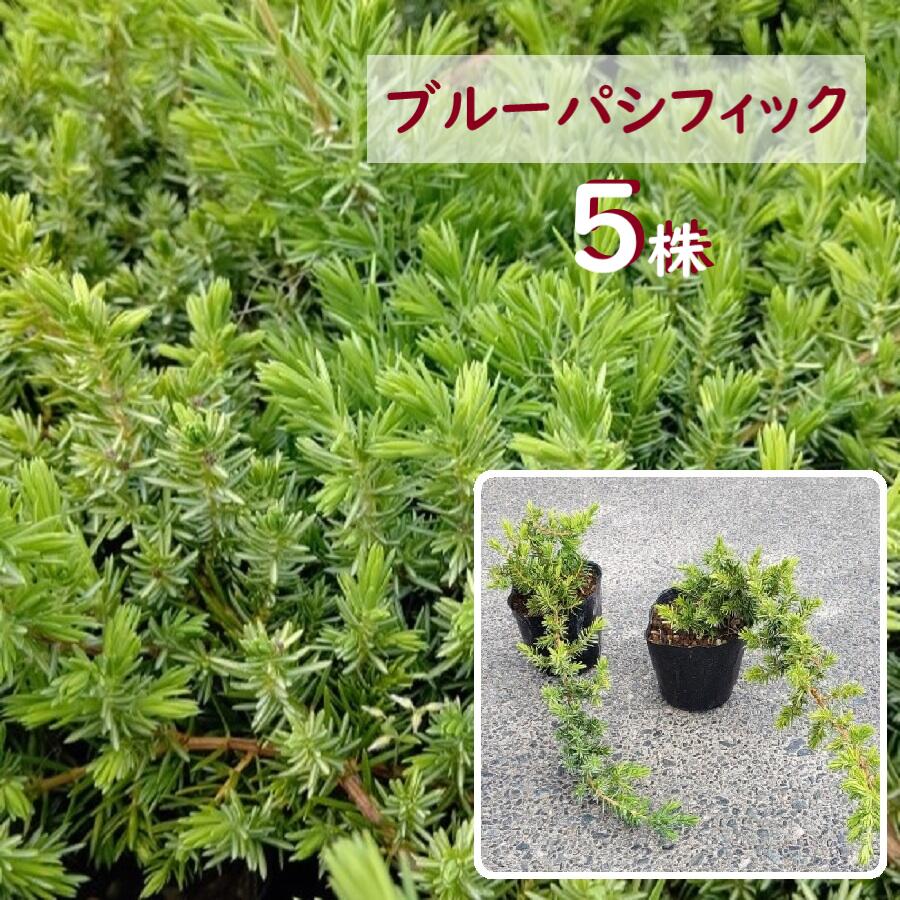 30cm 5株セット 庭木 グランドカバー 下草 寄せ植え コニファー 常緑樹 おしゃれ【ブルーパシフィック9cmポット 5株セット 長さ0.3m前後】