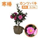 30cm 寄せ植え グランドカバー 庭木 常緑樹 冬の花 つばき 植木【カンツバキ(寒椿) 樹高0.3m前後】