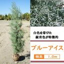 100cm おしゃれ シンボルツリー 生垣 庭木 洋風 植木 常緑樹【コニファー(ブルーアイス) 樹高1.0m前後】