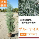 送料無料 120cm おしゃれ シンボルツリー 生垣 庭木 洋風 植木 常緑樹【コニファー(ブルーアイス) 樹高1.2m前後】