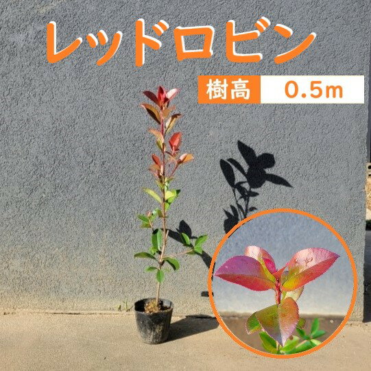 50cm 庭木 生垣 目隠し 常緑樹【レッドロビン 樹高0.5m前後】