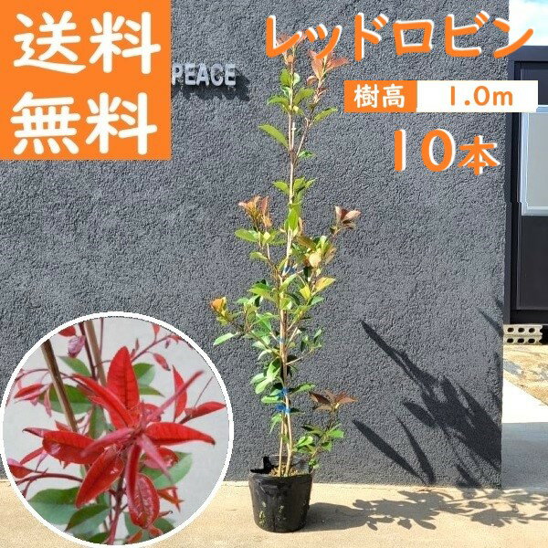 送料無料 100cm 10本セット 定番生垣 目隠し 庭木 常緑樹【レッドロビン 10本セット 樹高1.0m前後】