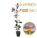 80cm 生垣 目隠し 庭木 常緑樹 ガーデニング定番【レッドロビン 樹高0.8m前後】