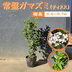 60cm 70cm 庭木 シンボルツリー 植木 常緑樹【常盤ガマズミ(ティヌス)　樹高0.6m～0.7m】