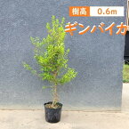 60cm 生垣 庭木 常緑樹 マートル ハーブ 植木【ギンバイカ 樹高0.6m前後】