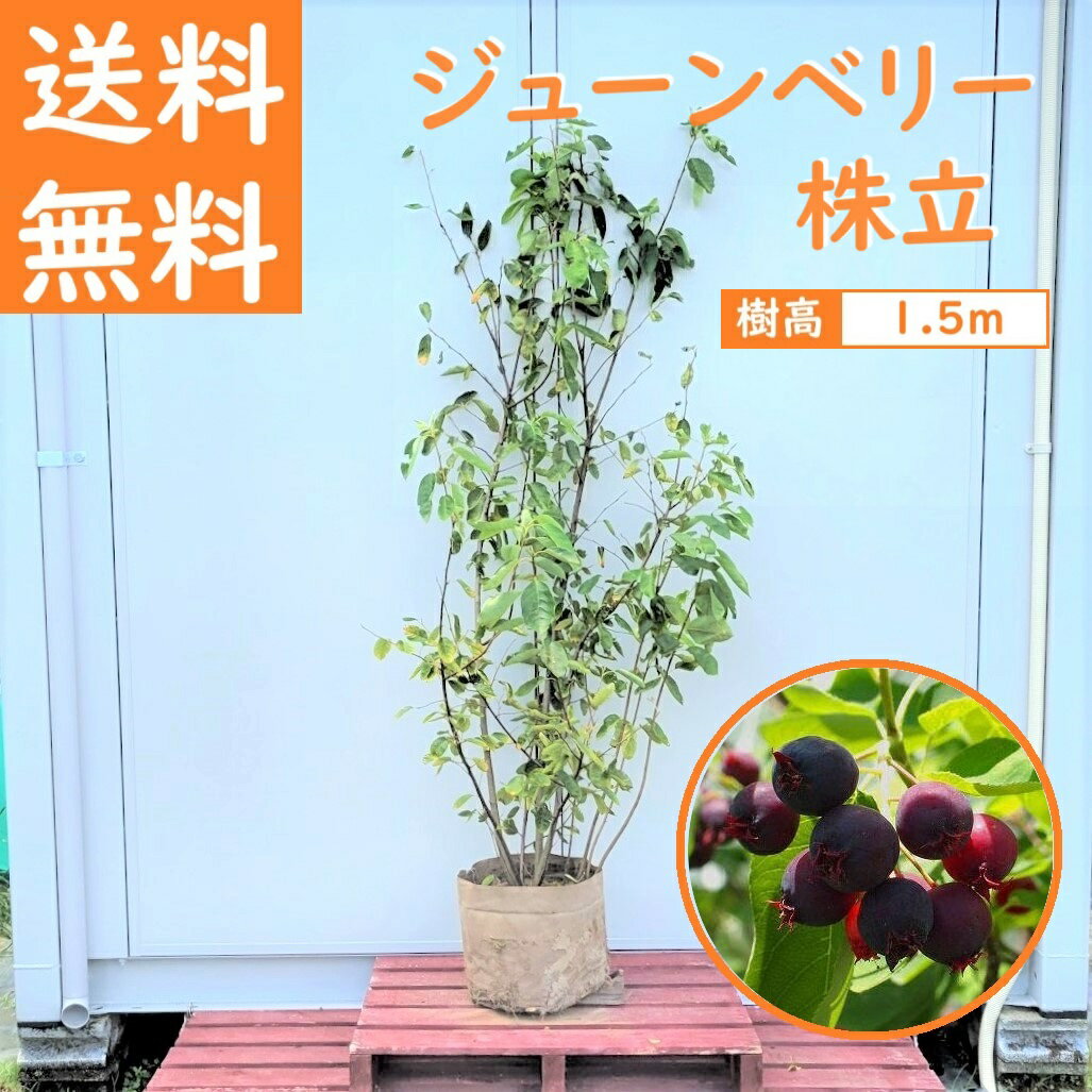 送料無料 150cm 人気果樹 収穫 シンボルツリー 庭木 落葉樹 大型【ジューンベリー株立 樹高1.5m前後】