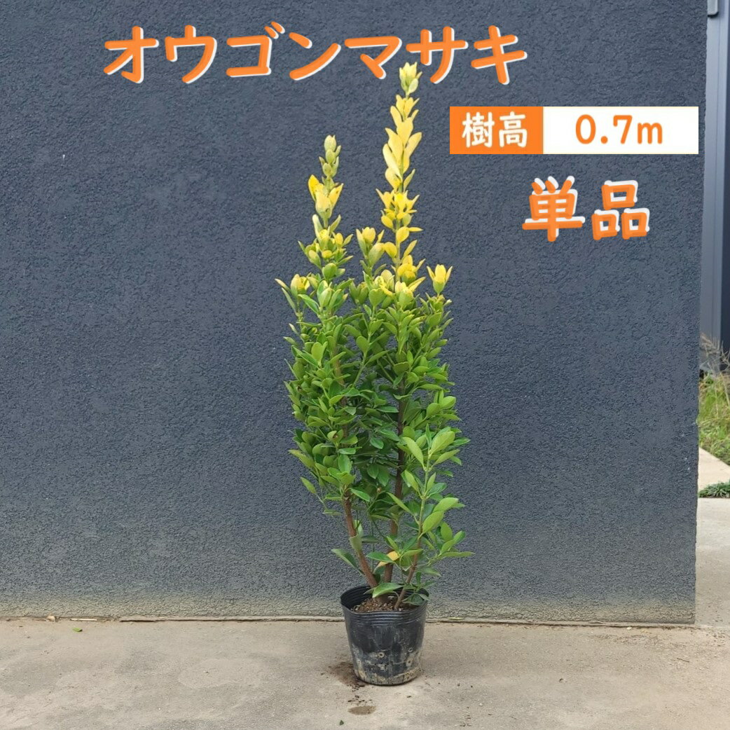 70cm 生垣 庭木 常緑樹 黄金