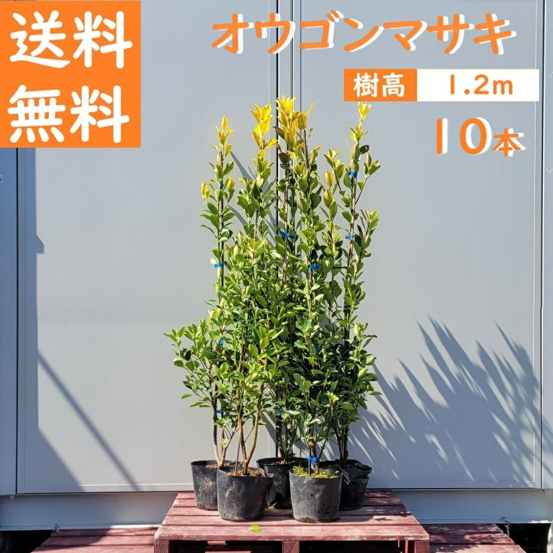 送料無料 120cm 10本セット 生垣 庭木 常緑樹 黄金【オウゴンマサキ『10本セット』 樹高1.2m前後】