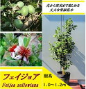 送料無料 100cm 120cm シンボルツリー 庭木 常緑樹 収穫果樹 植木【フェイジョア 樹高1.0～1.2m】