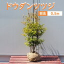 50cm 生垣 庭木 落葉樹 つつじ 植木
