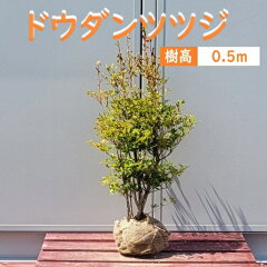 https://thumbnail.image.rakuten.co.jp/@0_mall/greenpeace/cabinet/10446410/imgrc0087420759.jpg