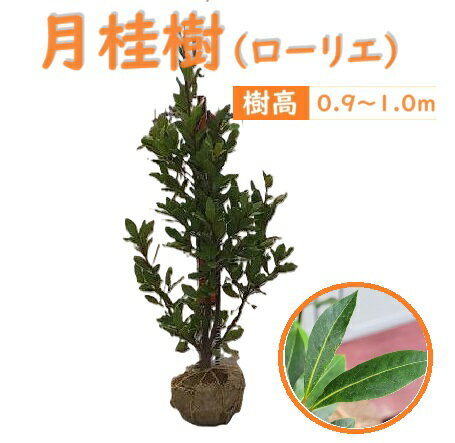 90cm 100cm シンボルツリー 庭木 生垣 常緑樹 スパイス ハーブ 観葉植物【月桂樹(ローリエ) 樹高0.9m～1.0m】