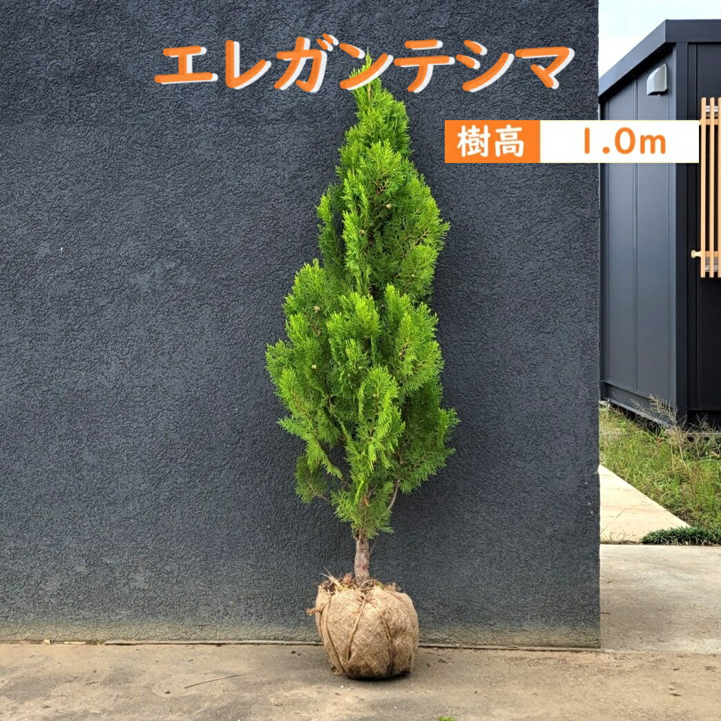 100cm おしゃれ 庭木 シンボルツリー 生垣 洋風 植木 常緑樹【コニファー(エレガンテシマ) 樹高1.0m前後】
