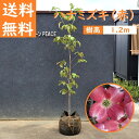 送料無料 120cm 赤 シンボルツリー 庭木 落葉樹 花水木 植木【ハナミズキ(赤花) 樹高1.2m前後】