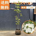 送料無料 120cm 白 シンボルツリー 庭木 落葉樹 花水木 植木【ハナミズキ(白花) 樹高1.2m前後】