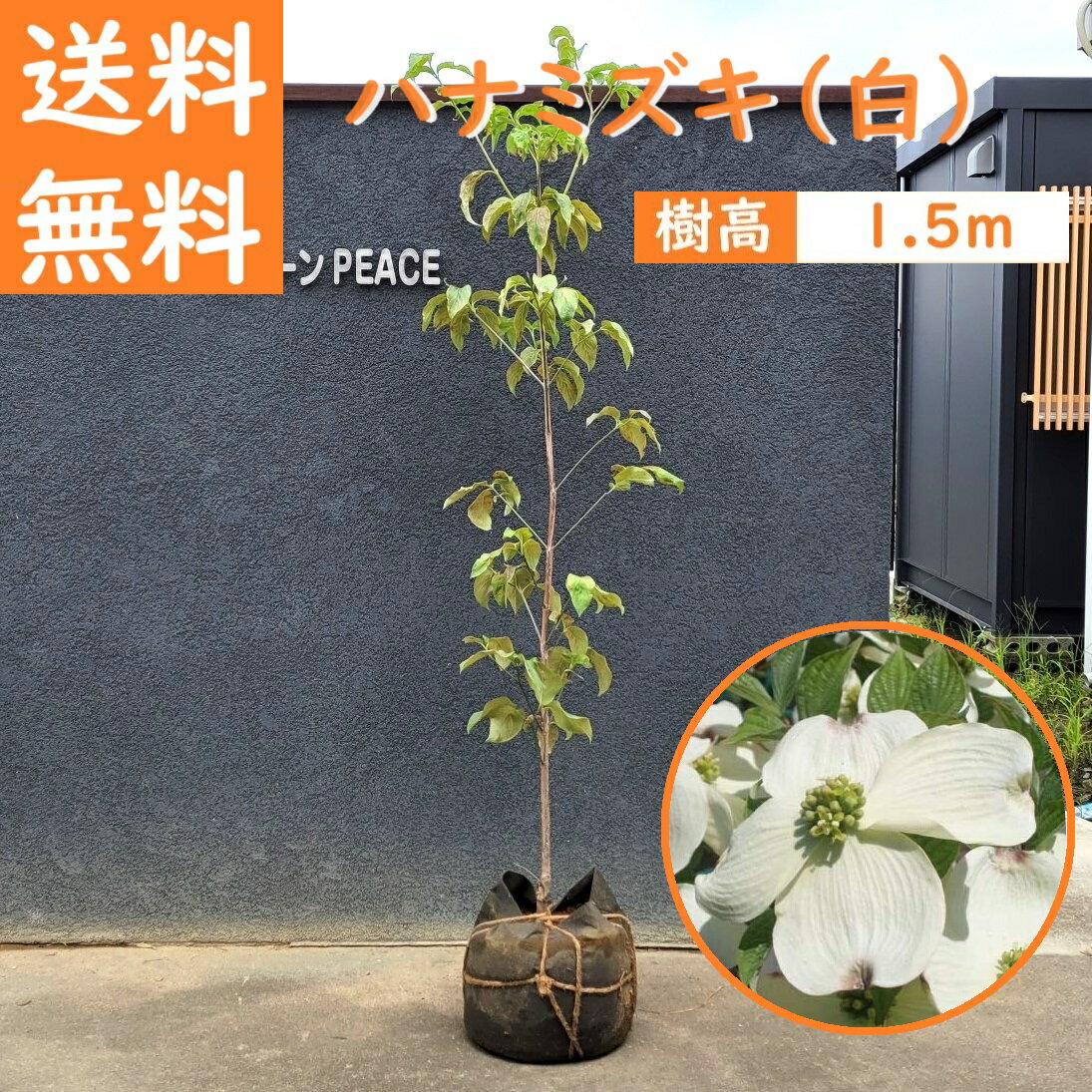 送料無料 150cm 白 シンボルツリー 庭木 落葉樹 花水木 植木 大型【ハナミズキ(白花) 樹高1.5m前後】