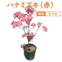 70cm 赤 シンボルツリー 庭木 落葉樹 花水木 植木【ハナミズキ(赤花)　樹高0.7m前後】