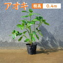 40cm 庭木 常緑樹 初心者 食用 青木【アオキ 樹高0.4m前後】