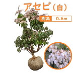 60cm 白 シンボルツリー 庭木 花木 馬酔木 植木 常緑樹【アセビ(白)　樹高0.6m前後】