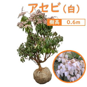 60cm 白 シンボルツリー 庭木 花木 馬酔木 植木 常緑樹【アセビ(白) 樹高0.6m前後】