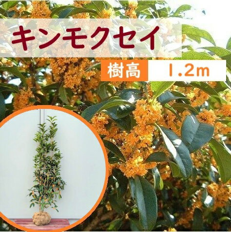 120cm シンボルツリー 庭木 生垣 常緑樹 秋の花木 金木犀 植木【キンモクセイ　樹高1.2m前後】