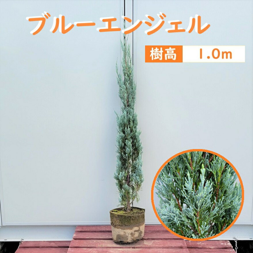 100cm おしゃれ 庭木 シンボルツリー 生垣 洋風 植木 常緑樹