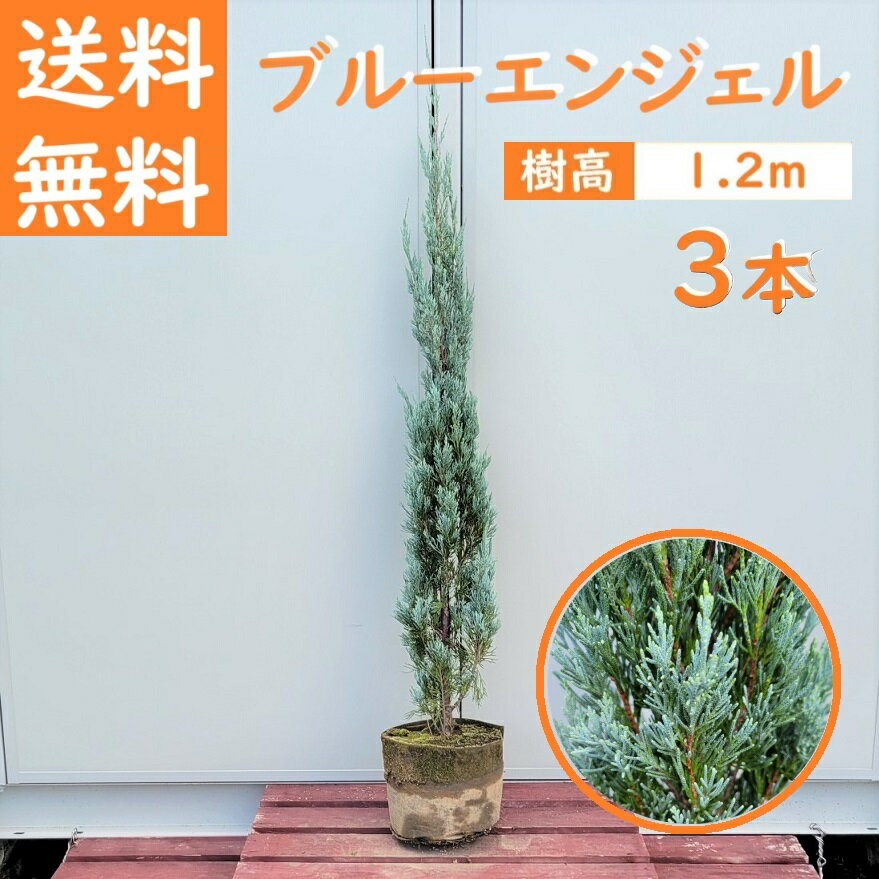 送料無料 120cm 3本セット シンボルツリー 庭木 生垣 洋風 常緑樹 植木