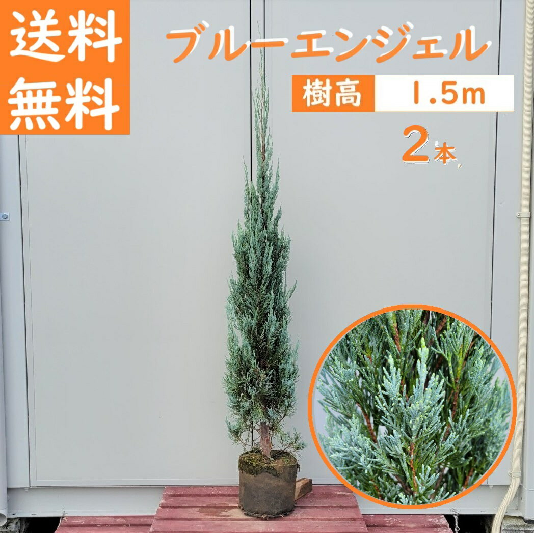 送料無料 150cm 2本セット シンボルツリー 生垣 庭木 洋風 常緑樹 大型
