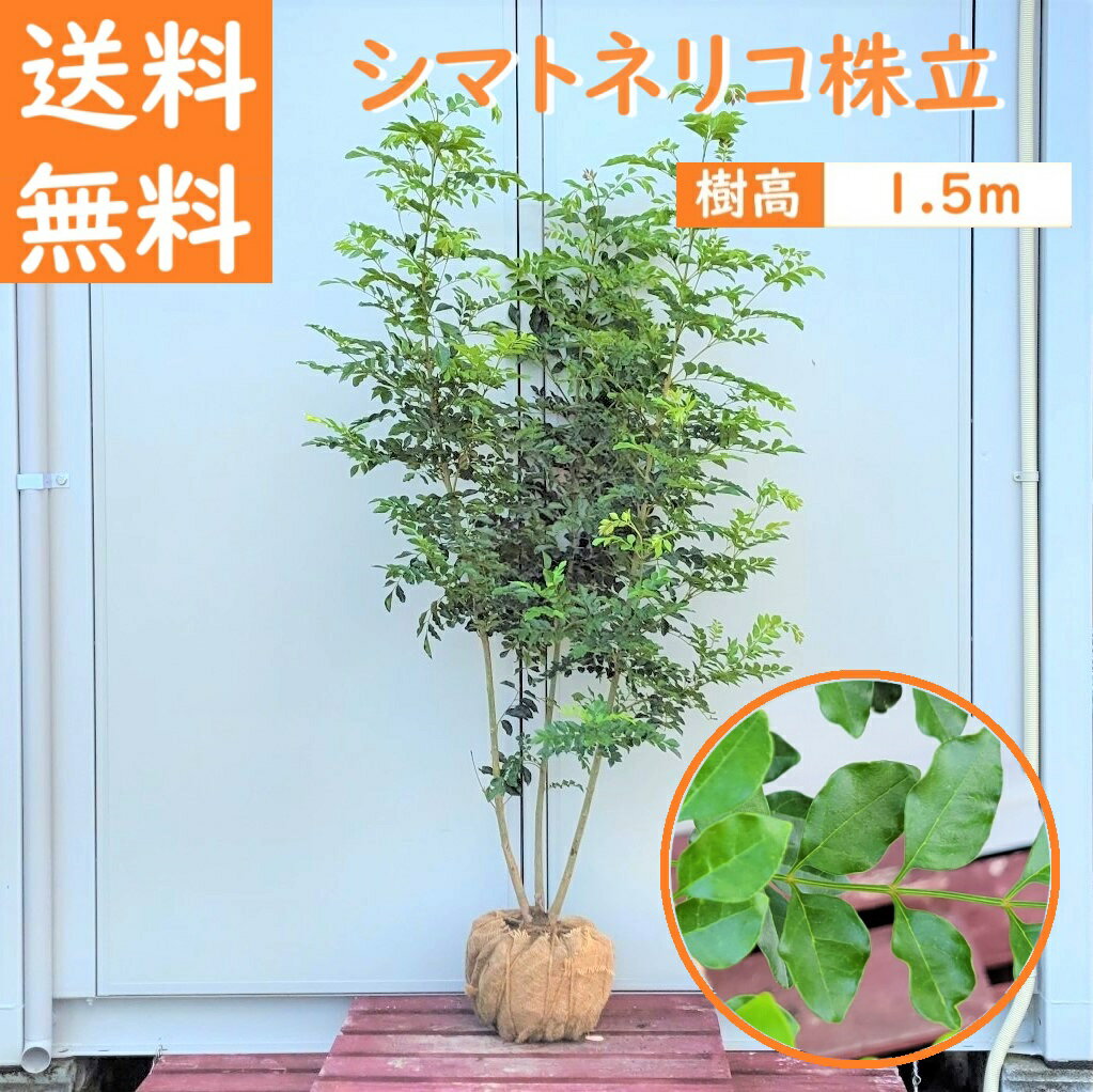 楽天市場】シマトネリコ 150の通販 楽天市場】シマトネリコ 150の通販