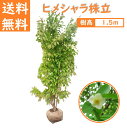 送料無料 150cm シンボルツリー 庭木 落葉樹 和風 洋風 大型 植木