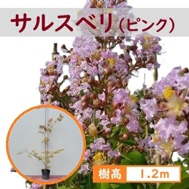 120cm ピンク シンボルツリー 庭木 落葉樹 夏咲き続ける花【サルスベリ(ピンク) 樹高1.2m前後】のサムネイル