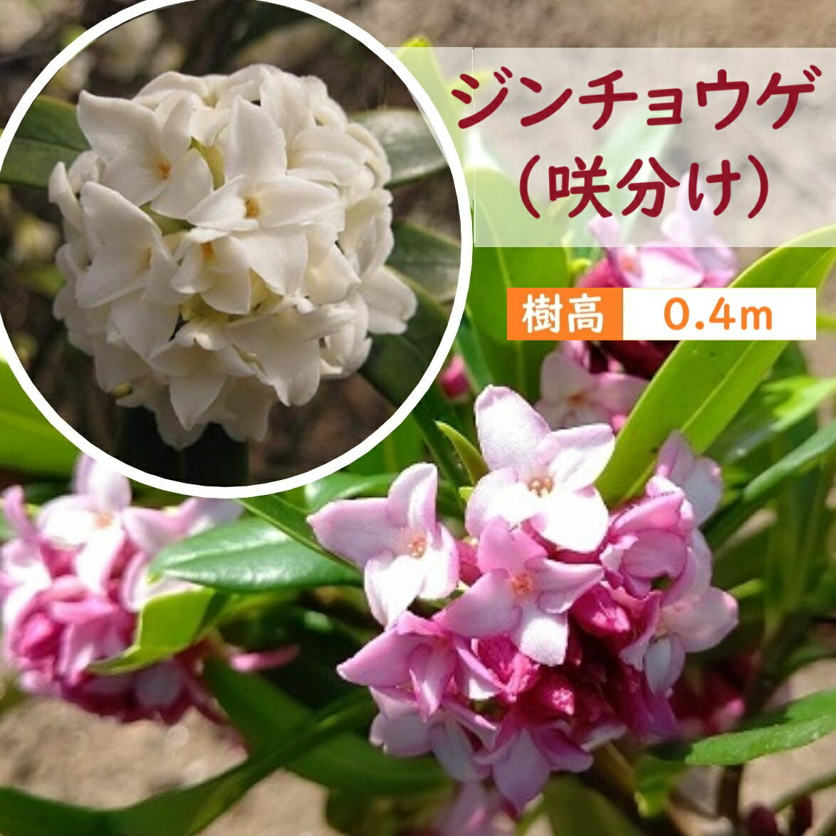 40cm 咲分け シンボルツリー 庭木 花木 常緑樹 鉢植え【ジンチョウゲ(沈丁花)咲分け　樹高0.4m前後】