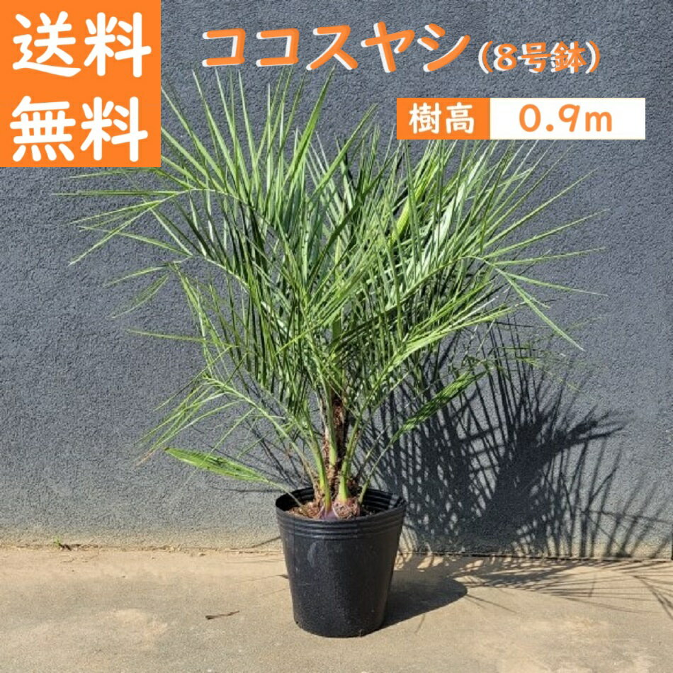 楽天市場】ドライガーデン(植木|ガーデニング・農業):花 楽天市場】ドライガーデン(植木|ガーデニング・農業):花