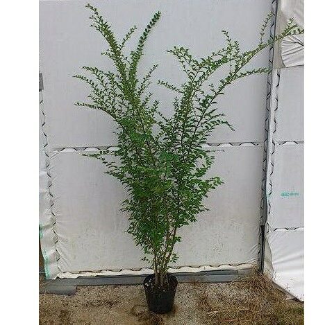 120cm 3本セット 洋風 庭木 生垣 半落葉 植木【プリペット『3本セット』 樹高1.2m前後】
