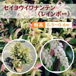 50cm 60cm 庭園 庭木 寄せ植え グランドカバー 常緑樹 南天【セイヨウイワナンテン(レインボー) 樹高0.5～0.6m】