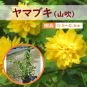 50cm 60cm 庭木 生垣 目隠し 観賞用 植木 落葉【ヤマブキ 樹高0.5m~0.6m】