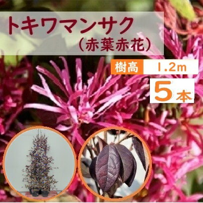 120cm 5本セット 庭木 植木 人気生垣 シンボルツリー 常緑樹【トキワマンサク(赤葉赤花)『5本セット』樹高1.2m前後】