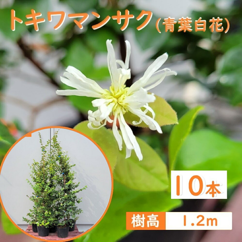 120cm 10本セット 庭木 植木 人気生垣 常緑樹【トキワマンサク(青葉白花)『10本セット』 樹高1.2m前後】