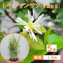 150cm 5本セット 人気生垣 庭木 常緑樹 大型【トキワマンサク(青葉白花)『5本セット』 樹高1.5m前後】