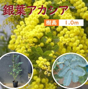 100cm 人気ミモザ シンボルツリー 庭木 植木 常緑樹 ギンヨウ 観葉植物 おしゃれ【銀葉アカシア 樹高1.0m前後】