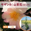 100cm ピンク 生垣 庭木 花木 植木 常緑樹【サザンカ(山茶花)ピンク 樹高1.0m前後】