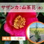 100cm レッド 生垣 庭木 花木 常緑樹【サザンカ(山茶花)赤花 樹高1.0m前後】 1,188円