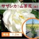 120cm ホワイト 生垣 庭木 花木 常緑樹【サザンカ(山茶花)白花　樹高1.2m前後】