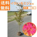 送料無料 150cm シンボルツリー 庭木 落葉樹 紅葉 もみじ 大型 植木【イロハモミジ単木 樹高1.5m前後】