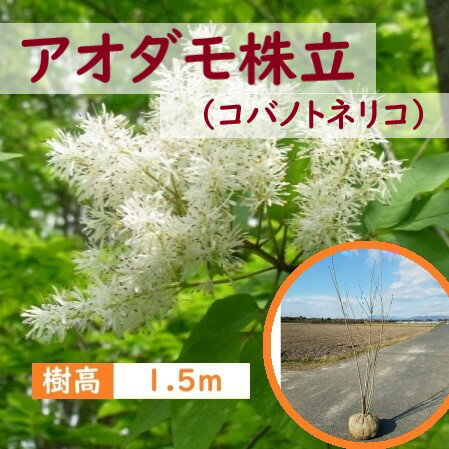 150cm シンボルツリー 庭木 落葉樹 初心者 大型【アオダモ(コバノトネリコ)株立 樹高1.5m前後】