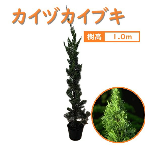 100cm 庭木 生垣の代表 和製コニファー 和風 植木 常緑樹【カイヅカイブキ 樹高1.0m前後】