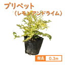 30cm 生垣 庭木 グランドカバー 常緑樹 植木【プリペット(レモンアンドライム) 樹高0.3m前後】