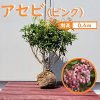 40cm ピンク 庭木 花木 馬酔木 植木 常緑樹【アセビ(ピンク) 樹高0.4m前後】